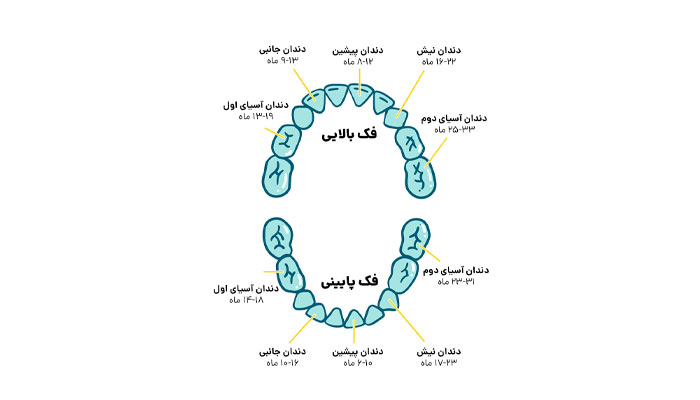 زمان دقیق درآوردن نوزاد